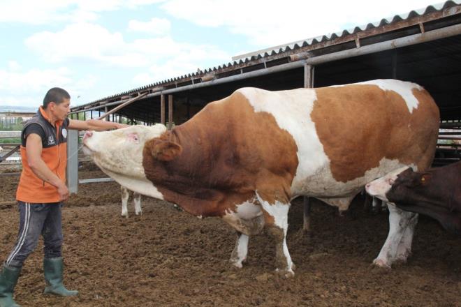 Kurban Bayram'na az bir sre kala sata karlan kurbanlklar, alclarn bulmaya balad.  orum?da bir iftlikte yetitirilen ve 1,65 ton arlna ulaan ve 'Bura' ad verilen dev kurbanlk, ilgi ekiyor.