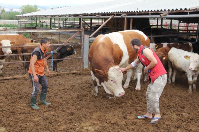 letme sahiplerinden Okan Bek, kurbanln simental rk ve 3.5 yanda olduunu belirterek, ?iftlie geldiinde 1 yandayd. Bizim de ilgimizi eken ciddi bir gelime gsteren hayvand? dedi.