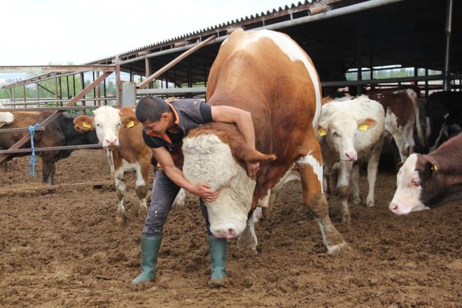 Ziraat mhendisi olduunu dile getiren Bek, "iftliimizde kendi yemimizi kendimiz yapyoruz. zel yemlerle ve zel formllerle belediimiz bu hayvan u anda bin 650 kilo. Kurbanlmz orumlu bir i adammza sattk" diye konutu.