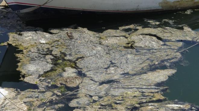 Kocaeli'nin Darca ilesinde sahiller, msilajla kaplanrken, Cevher Dudayev Sahili?nde denize girmek yasakland.