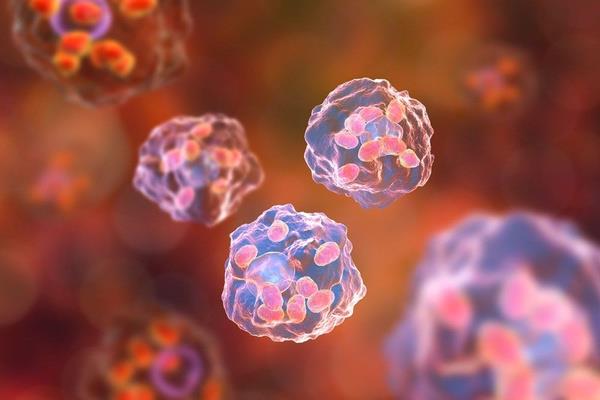  organlar...<br>  Trkiye'de parazitin Leismania donovani donovani ve Leismania donovani infantum trleri i organlarda zarara neden olduu iin zellikle tehlikeli olarak kabul ediliyor. Ege, Akdeniz ve Trakya'da bulunan hastalk hayvanlar ve insanlar etkiliyor.