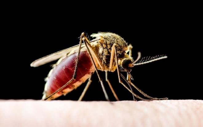 Bilim insanlar kresel snma nedeniyle Leismania adl bir et yiyen parazitin, daha nce hi grlmeyen blgelerde ortaya kt konusunda uyard. Aratrmaclar, parazitin Gney Amerika'da grlen lmcl trnn ABD'nin Teksas ve Oklahama eyaletlerinde tespit edildiini ve Florida'ya yol aldn aklad.