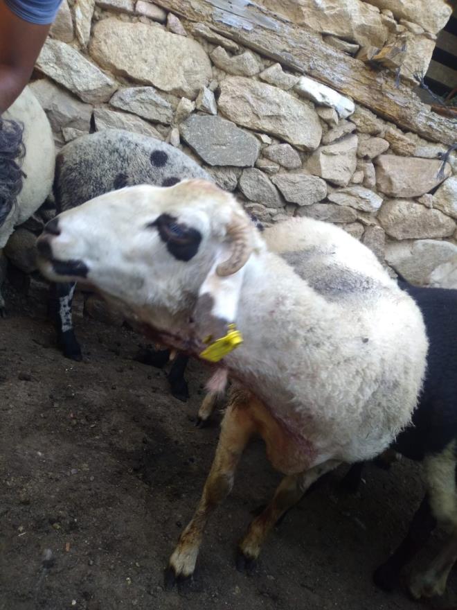 Keles ilesi Epeler kynde kurbanlk hayvan yetitiren Mustafa zdemir, 1 yl boyunca gece gndz bakt 10 kuzusunu yaklaan kurban bayram ncesi satmaya hazrlanyordu.