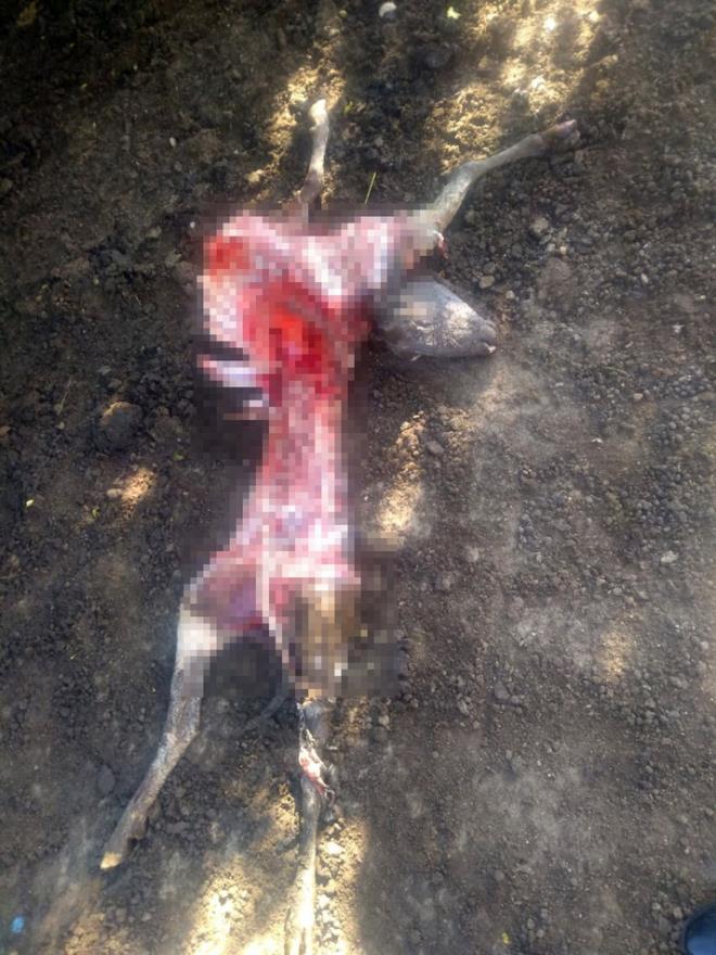 Gz gibi bakt kuzularn kurtlarn saldrdn ifade eden Mustafa zdemir, "1 yl boyunca ocuk gibi ilgilenip byttm kuzularm bayramda satmaya hazrlanyordum. Kurtlar ala girerek 10 tane kuzumdan 7 tanesini paralayarak yemiler 2 tanesini de ar yaralamlar elimde 1 tane kuzum kald imdi ne yapacam dnyorum" dedi.