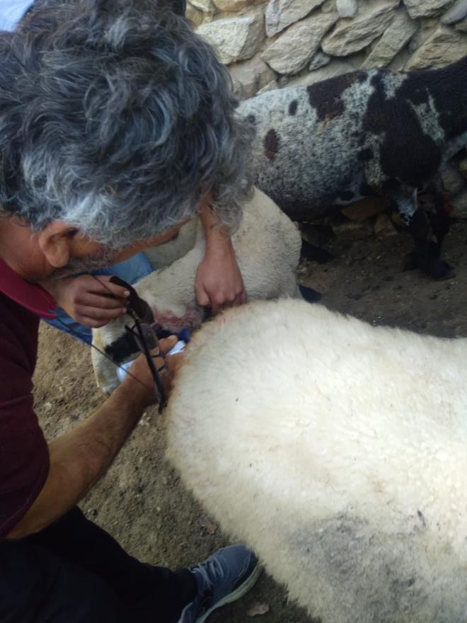Kurban Bayram'na 1 ay kala yetitiricinin alna giren kurtlar 10 tane kuzudan 7 tanesini paralayarak yeri 2'sini de yaralad. Elinde bir tane kuzu kalan vatanda onu da kurbanda bayramnda kendi kesmeyi dnyor.