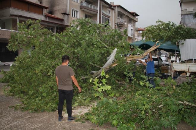 Sleyman Caddesi'nde bulunan aml Park ierisindeki yarm asrlk nar aac rzgarn etkisiyle devrildi. Caddede sebze satan Emre Sarkaya, devrilen aacn altnda kalmaktan son anda kurtuldu.    Frtna nedeniyle ilede zaman zaman elektrik kesintileri yaand.
