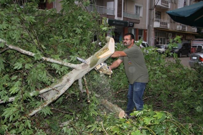 Kula'da Frtna nedeniyle ile genelinde eitli noktalarda aalar devrildi, elektrik telleri koptu.
