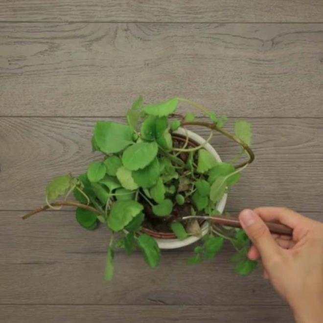 ieinizin toprana eklediiniz bu karm bitkiye vitamin salayacak...