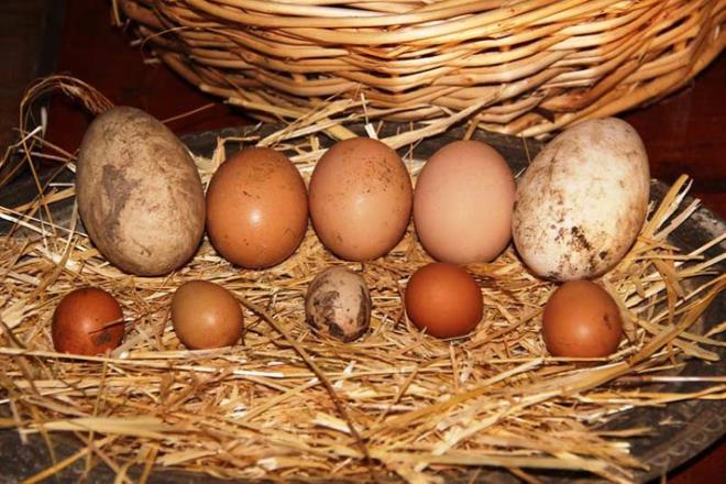 ifa yumurtlayan tavuk retecek  <br>  Tavuk yumurtasndan ifa elde etmeyi planlayan Akar ?Buradaki projemiz aslnda ift sentez yumurta projesiydi. ifal bitkilerle, kkler ve tohumlarla yumurta kalitesini ykseltmek, ila etken maddesi gibi yararl etken maddeler gibi ifal etken maddeler gibi maddelerin yumurtaya geiini salamaktr? eklinde konutu.