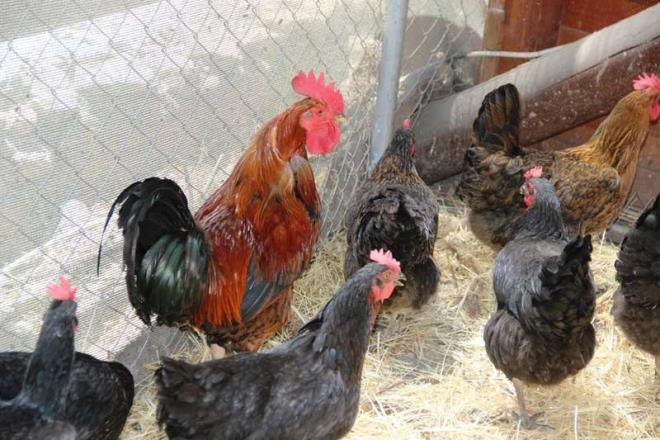 MMUNAT - Bitkisel la firmasnn Ynetim Kurulu Bakan Adnan Akar Horoz yumurtas il karlanca ardn ifade ederek ?Bir tavuk ve tavuktan kan yumurtay herkes bilir. Tavuklarmz fabrikamzda bitkilerin posalar ve yal tohumlarmzla besliyoruz. ifal bitkilerimizle besliyoruz. Bu besleme esnasnda onlardan doal yumurta elde ediyoruz. Bu aamada bizde bir srpriz ile karlatk. Besleme yntemimiz, tarzmz yada beslediimiz maddeler horozlarda da yumurta ile karlamamza sebep verdi. Yaptmz aratrmalarda horozlarn ylda 1 kez yada mrleri boyunca 1 kez yumurta yaptklarn hatta bunu sakladklarn ve akabinde ldklerini aratrdk. Bizdeki horoz 6?c kez yumurtlad ve halen yaamaktadr? dedi.