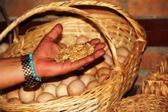 Hayatndan 1 kez alkanlndan dolay yapar deniyor. Eski dnemlerde bir haberin mjdecisi olduu iin horozun yumurtlad syleniyor. ok farkl sylentiler var. Bize baz cami imamlarndan da o mukaddes bir horoz ona iyi bakn gibisinden haberlerde geliyor. Horoz yumurtas olup olmadn anlamak iin baka bir kmese koyduk horozu 6?nc yumurtay da tek bana kapal bir kmeste yapt. Bizde aratrma yaptk. Bir horozun 6 kere yumurtlad hi grlmemi. Horoz tavuklarla birlikte ayr izole bir blgede iken yumurtlamaya balad. lk yumurtay yaptktan sonra izlemeye aldk. 5?inci yumurtay braktktan sonra ayrdk horozu tavuklardan tekrar yumurtlad. Bu alkanln devam ettirebilir. Biz uan kadar horozun oktan lebileceini dnmtk ama hi lmek gibi bir niyeti de yok gibi? dedi.