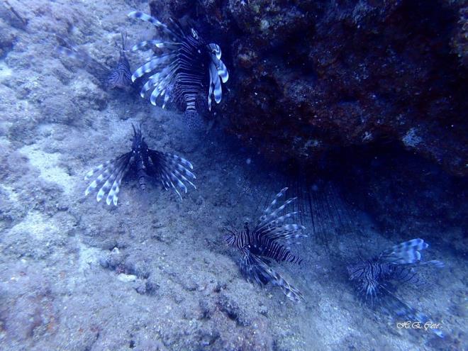 "ZEHRL OLMASINDAN DOLAYI TEHLKE OLUTURUYOR"  Yaptklar almayla ilgili aklamalarda bulunan ME Fen Edebiyat Fakltesi Biyoloji Blm retim yesi Prof. Dr. Serap Ergene, aslan balklarnn Akdeniz?in bal olmadn syledi.