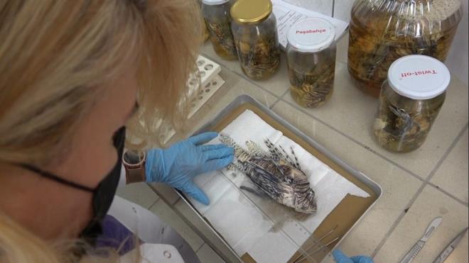 "zellikle srt ve yan ksmlarnda bulunan nlarn dip ksmlarnda zehirler bulunur. Bu anlamda baktmzda aslnda tehlike oluturan balklardan bir tanesidir" diyen Ergene, "Bu tehlikesi dnda en nemli tehlike Akdeniz?de istilac olmasdr. Svey Kanal aldktan sonra Kzldeniz?den Akdeniz?e doru g eden ok sayda balk bulunmaktadr" eklinde konutu.