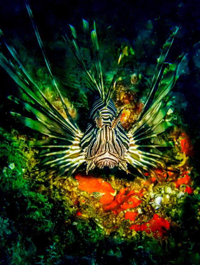 Kzldeniz'den Akdeniz'e g eden istilac, zehirli aslan bal hem dier balk trlerini hem de insanlar tehdit ediyor.