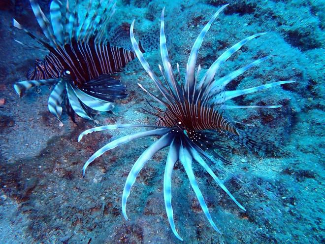 Svey Kanalnn almasndan sonra bu balklarn Kzldeniz?den Akdeniz?e geldiini vurgulayan Ergene, ?skorpitlerden olan bir balk trdr. Grsel olarak ok gzel olan balklardan bir tanesidir. Su altnda gerekten ho grntler sergiler ancak ayn zamanda zehirli bir balktr" dedi.