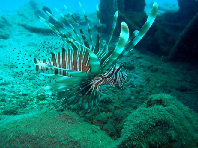 Kzldeniz'den Akdeniz'e geen yaklak bin istilac balktan biri olan aslan bal, hzl remesiyle denizlerde tehlike oluturmaya balad. lk zamanlarda denizde 1-2 tane grlen aslan bal, bu gnlerde artk 6'l, 7'li gruplar halinde grlyor.