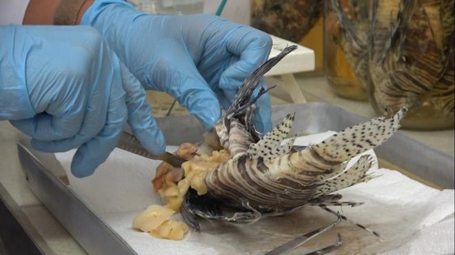 Akdeniz genelinde bin civar istilac balk olduunu belirten  Ergene, "Sadece bu blgede deil Ege ve Marmara?ya kadar giden istilac balklar, Trkiye kylarna baktmzda sadece 500 civarnda Kzldeniz gmeni balk bulunmaktadr" dedi.