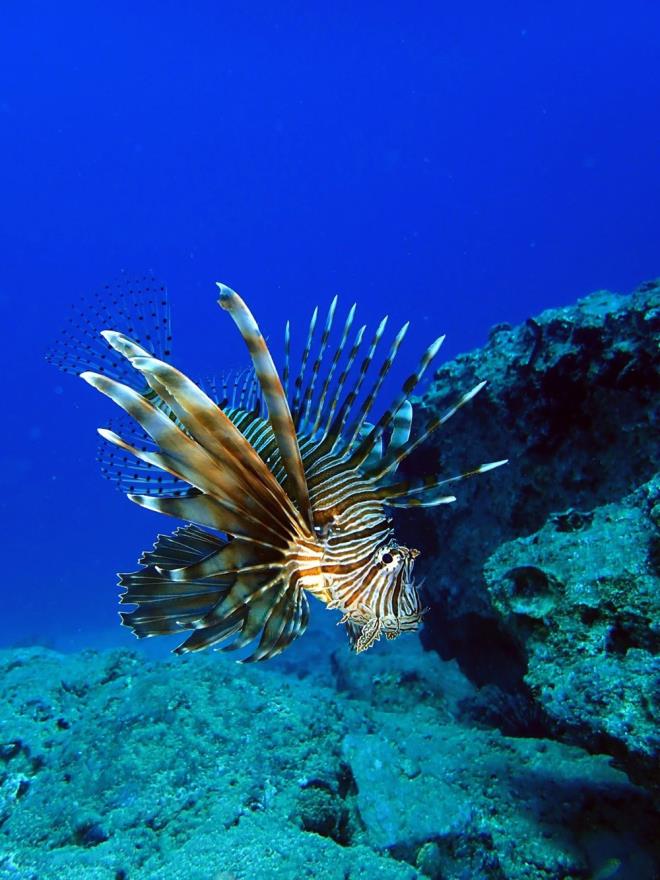 1 yldr Anamur'dan skenderun sahiline kadar ayda bir rnekler alan ete, bunlar zerinde almalar yrtyor. 1 yl daha srecek almayla aslan balnn nasl redii, neyle beslendii, nerelerde yaad, zehrinin ne kadar olduu gibi konular belirlenmi olacak.