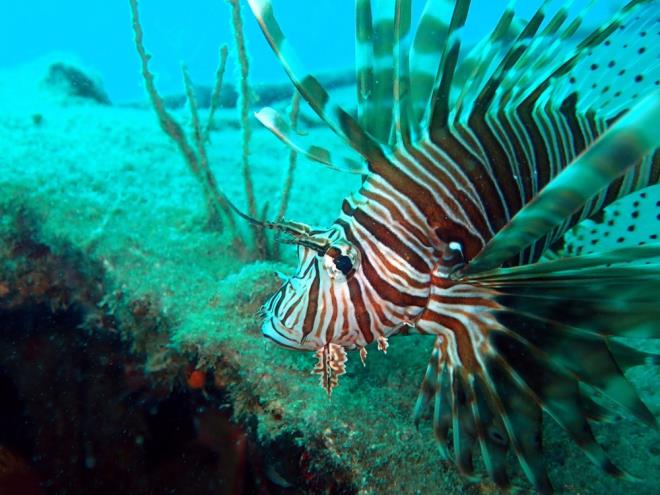 Hem istilac hem de zehirli olan bal, ME Fen Edebiyat Fakltesi Biyoloji Blmnde doktora rencisi olan Erturul ete, aratrmaya balad.