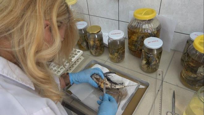 "SAYININ ARTMASI TEHLKENN ARTMASI ANLAMINA GELYOR"    Balklar zerinde 1 yldan fazla sredir altklarn belirten Ergene, her ay dzenli rnekler toplandn kaydetti.     Ergene, "Hemen bir sonuca ulamak mmkn deil ama 3 aa 5 yukar bir sonuca ulama ansmz var. Muhtemelen bir yl sonrasnda sonular net olarak ortaya km olacak. lk sonulara baktmzda kesinlikle yaylmac ve says gn getike artyor" diye ekledi.