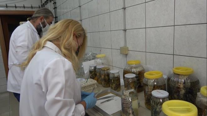 "BALIKLARDA OLDUU GB NSANLAR N DE BR TEHDT UNSURU"    Aslan balklarnn ok yaylmac bir tr olduunun altn izen Ergene, ?Bunlar ayn zamanda etil besleniyorlar. Etil beslendikleri iin Akdeniz?deki balklar zerinde bir bask oluturuyorlar" dedi.    "Dolaysyla bask oluturmakla kalmyor ayn zamanda dier balk trlerinin besinlerine de ortak olduklar iin burada bir besin rekabeti de ortaya kyor" diyen Ergene, unlar syledi:    "Bu da zaten Akdeniz balk poplasyonu asndan ok ok zengin bir deniz deil. Mevcut poplasyonlar da Kzldeniz?den gelen balklar etkiliyor. Bu balklardan bir tanesi de aslan baldr."