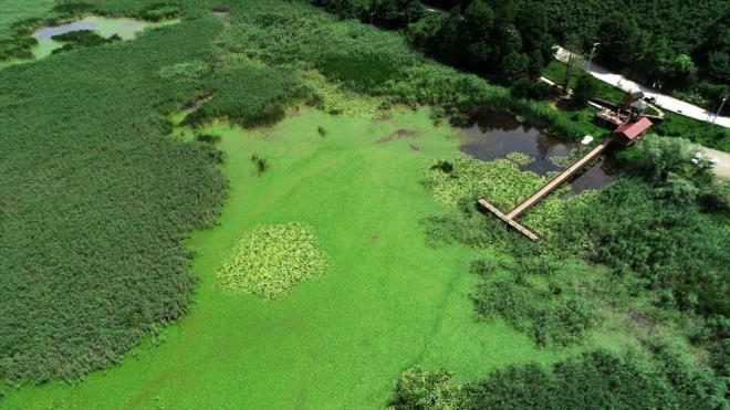 Glyaka Belediye Bakan Yakup Demircan, Dzce'nin ve zellikle Glyaka'nn "elaleler ve gller ehri" olarak bilindiini belirterek, elalelerin, blgenin en fazla ziyareti eken noktalar olduunu syledi.
