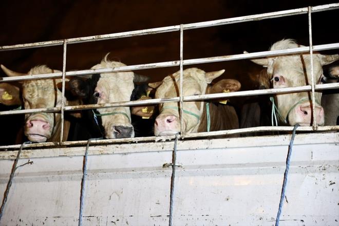 Kurbanlklarn stanbul'a getirilmeye balad gecenin ilk saatlerinde denetlenen hayvanlarn gerekli salk raporlar ve belgelere sahip olduklar belirlendi.