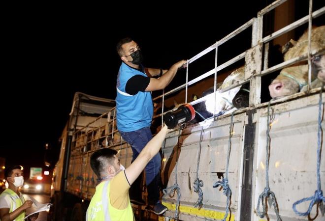Kurban saysyla ilgili bir sknt beklemediklerini belirten Karaca, geen yl stanbul?a 70 bin byk ve kkba hayvan getirildiini kaydetti.     Karaca, "Yine ayn rakamlar bekliyoruz. Yaptmz analizlerde gerek stanbul ierisinde yetitirilen hayvanlar gerek Trakya ve Anadolu'dan gelecek hayvanlar hesapladmzda herhangi bir kurbanlk problemi yaamayacamz ok net bir ekilde ortada" diye konutu.