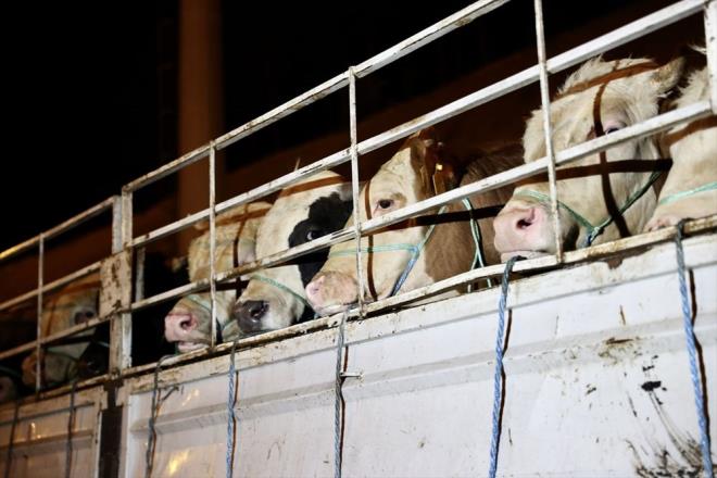 Kurban Bayram'nn yaklamasyla kurbanlklar stanbul'a getirilmeye baland.