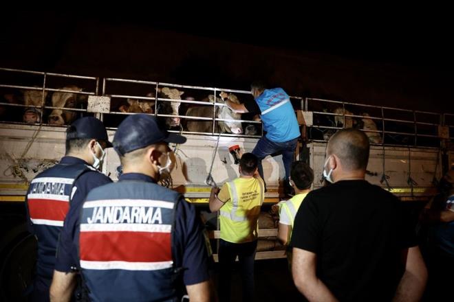 Kente giri yapan aralardaki kkba ve bykba hayvanlarn hastalk ve belge kontrolleri yaplarak uygunsuz hayvanlarn giriine izin verilmeyecek.