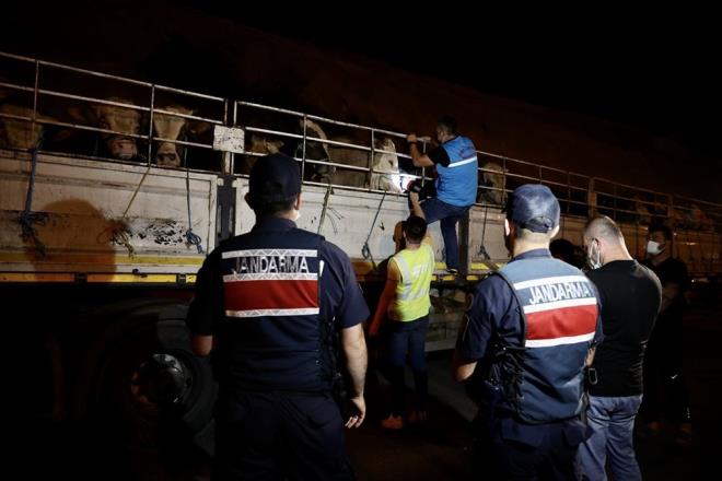 Bykba hayvanlarn kente getirilmesine izin verilmeye baland gnn ilk saatlerinden itibaren Anadolu yakasnda Kuzey Marmara Otoyolu girileri Mecidiye gieleri denetim noktasnda, Kuzey Marmara Otoyolu k gieleri ve Fatih Sultan Mehmet Kprs giriinde l Tarm ve Orman Mdrl ekiplerince kontroller sklatrld.