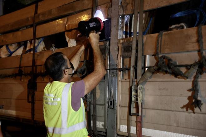 Kente getirilen hayvanlarn denetimlerini gerekletirdiklerini ifade eden Karaca, "Hayvanlarn salk raporu var m, kulak kpeleri uyumlu mu, pasaportlar var m, Trakya'ya geilerde ap hastal iin kan analizleri lazm, Trakya'ya gei sertifikas var m, yok mu ona da bakyoruz" dedi.