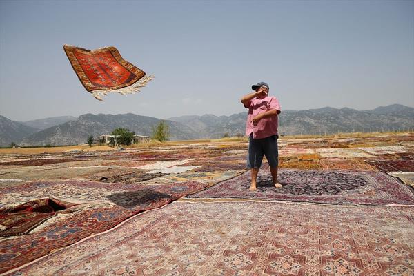 Yal havalarda depolara kaldrlan hal ve kilimler, gne kendisini gsterdiinde yeniden tarlalara seriliyor.