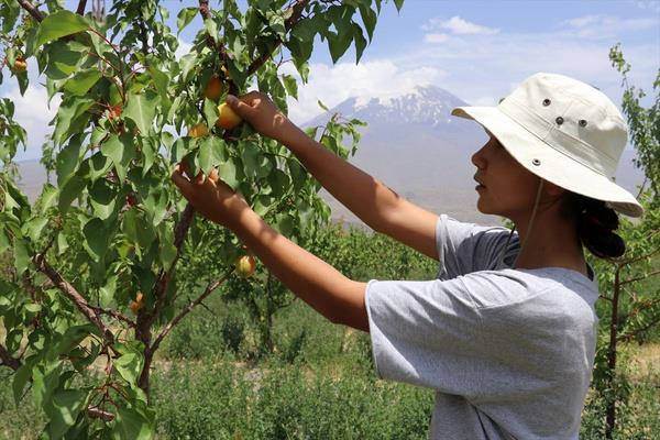 <p>Meyveleri baheye gelen ziyaretilere cretsiz verdiini aktaran Ardin, "Bugne kadar hi sat yapmadk ve kimseden para almadk. Bahenin giriinde 99 meyve aacndan oluan zel olarak Esma-l Hsna bahesi yaptk" dedi.</p>