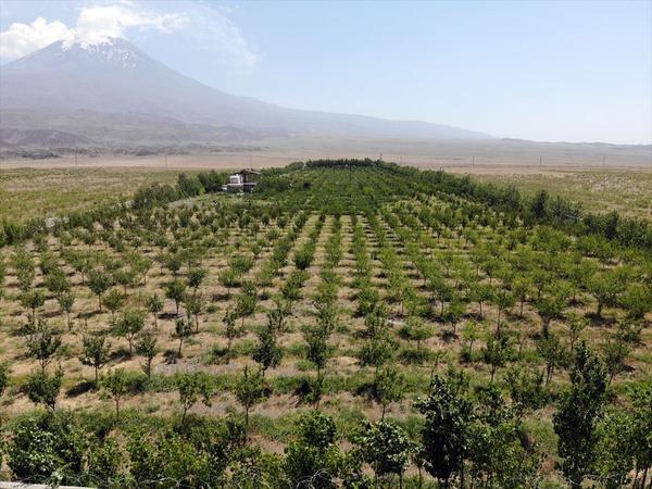 <p>Ardin, baheyi ilk kurmaya karar verdiinde evresindekilerin "burada meyve yetimez" diyerek kendisiyle dalga getiini belirterek, buna ramen hayalini gerekletirmenin mutluluunu yaadn dile getirdi.</p>