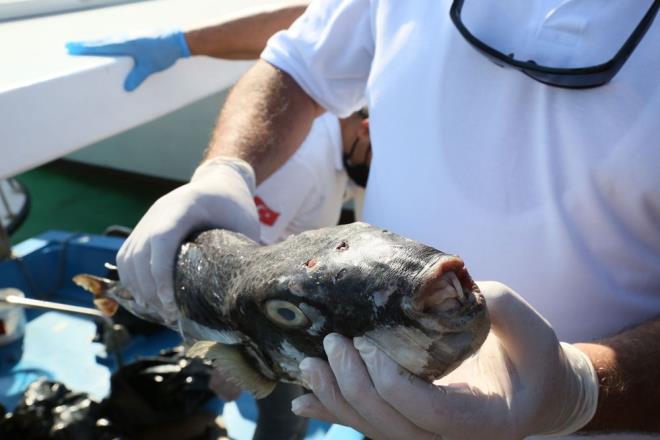 Uygulamaya nceki gn Antalya'da Konyaalt Balk Barna'nda Antalya Valisi Ersin Yazc ve Balklk Su rnleri Genel Mdr Dr. Altu Atalay'n katlmyla baland.     Balon bal avlayan  kiiye de avladklar miktarlara gre ilk ekleri teslim edildi.