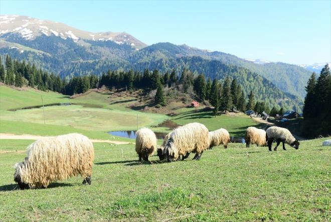 Yaylada hayvanlarn otlatan 70 yandaki Hasan Okur ise 5 yandan beri her yl Glyan Yaylas'na geldiini syledi.    Yaylann doal gzelliinin hibir zaman kaybolmasn istemediklerini belirten Okur, "Otel veya baka bir ey yaplmasn kesinlikle kabul etmeyiz. Gln temizlenmesi sz konusu, onu yaparlarsa gzel olur. Bu doay nereye gidersen git bulamazsn. Burann korunmas iin alnan her karar iin sevinliyiz" dedi.