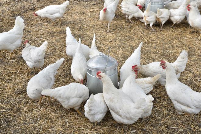 ?Buras terapi gibi?<br>  Konukevinde tavuk yetitiricilii ve buna benzer projelerde yer alan vatandalar, ?Burada gnmz ok gzel geiyor. Sabah saat 06.00?da kalkyoruz. Tavuumuzu kmesten karyoruz. Etraf temizliyoruz. Yemini ve suyunu verdikten sonra leden nce yumurtasn topluyoruz. leden sonra da geri de kalan yumurtalar tekrar toplanyor. Akam ise yumurtalar snflandryoruz ve paketleyip kaldryoruz. Bykehir Belediyesi?ne ok teekkr ederiz. Buras terapi gibi. Para kazanyoruz ve sigortamz deniyor. Allah Bykehir Belediyesi?nden ve devletimizden raz olsun? diye konutu.