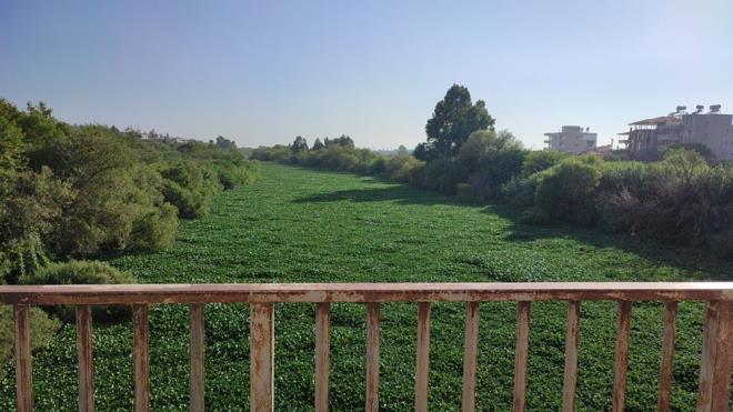 Getiimiz yl nehrin byk blmn kaplayan su smblleri, bu yl da etkili oldu.