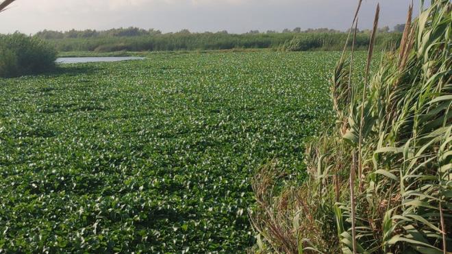 Samanda ilesine bal Tekeba Mahallesi'nden geen blmde nehirin suyu, su smblleri nedeniyle grnmez hale geldi.