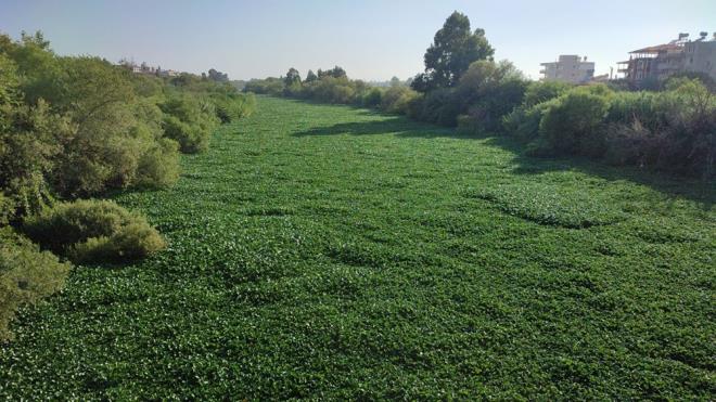 Lbnan'da doan ve Suriye'den geerek Hatay'da Akdeniz'e dklen Asi Nehri'nin baz ksmlar su smblleriyle kapland.