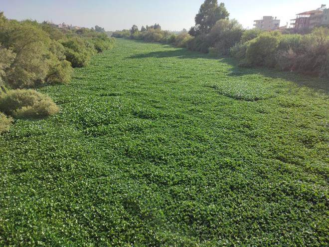 stilac bir tr olan su smblleri nehirdeki canl yaamn da tehdit ediyor.