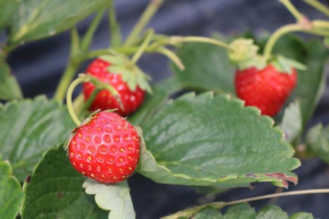 10 bin m2 alan daha kiralayarak retim alann 2 katna kardklarn ifade eden Taner Akay, ?e 45 m2 bir alanda deneme retimi yaparak baladk. Daha sonra bin 750 m2 olduk. u anda da 10 bin m2?de ilek retiyoruz. kinci bir 10 bin m2 daha yer tuttuk. 2. retim aamasna balayacaz. l, ile tarm, bykehir ve Tekkeky Belediyesi desteklerini esirgemediler. Sosyal medya ve insanlarn birbirine sylemesiyle mteri potansiyelimiz artt ve tarm turizmimiz balam duruma geldi. Hafta sonlar insanlar tarlamza gelip, oluu ocuuyla ileini topluyor, cretini deyip gidiyor. Vatandalar buraya gelip temiz ve ak havann tadn karp, ileini de toplayarak huzurlu bir ekilde evlerine dnyorlar? dedi.