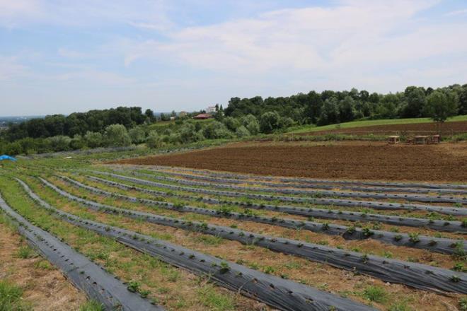 ?Bin m2?den 50 bin TL gelir elde ediliyor?  <br>  ilein birok tarm rnne gre daha ok kazan saladna dikkat eken Akay, ?ilek retiminden baka bir ile uraacaksanz bu ie girmeyin ve katma deer de beklemeyin. Bin m2 bir arazi zerinde bakmnza yaptnzda bitki bana 500 gramdan aa rn almamanz lazm. 1 dnm alana 5-6 bin bitki ekiyoruz. 5 bin bitki ekiyorsanz size yllk 2,5 ton rn alacaksnz demektir. u anda kilosunu 20 TL?den satyoruz. Bunu 2,5 tonla arptnzda 50 bin TL gibi bir para yapar. u an 10 bin m2?de retim yapyoruz. Yaknda 20 bin m2?de retim yapacaz. Bunu 500 gram ile arptnzda matrah direkt ortaya kyor? diye konutu.