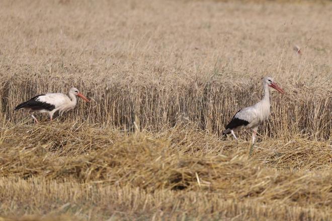 Gmen kular, blgede buday hasad devam eden tarlalara misafir oluyor.