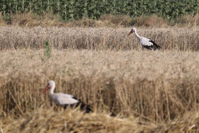 Uzun gagal misafirlerin bir nevi iftilere arkadalk ettiini belirten Bilgi, "Onlar da rzk peindeler. Solucan, ekirge gibi eyleri topluyorlar." diye konutu.