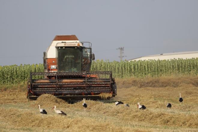 Elektrik ve telefon direklerindeki yuvalarnda yumurtadan kan yavrularn brakarak hasat edilen tarlalarda yiyecek arayan leylekler, buday danesi, ekirge ve bceklerle besleniyor.