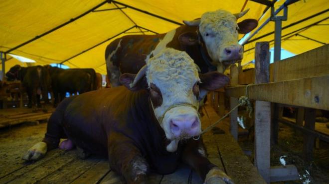 Kurban pazarnda kurbanlklarn yzde 80?i satld. Baz satclar adrlarnn nne ?game over? yazs ast.    Pazarn gzdesi ise Tokat?tan getirilen 1 ton 200 kiloluk ?Hanzo? isimli tosun oldu. 3 yandaki tosunun 30 bin liraya Sivasl bir aileye satld renildi.