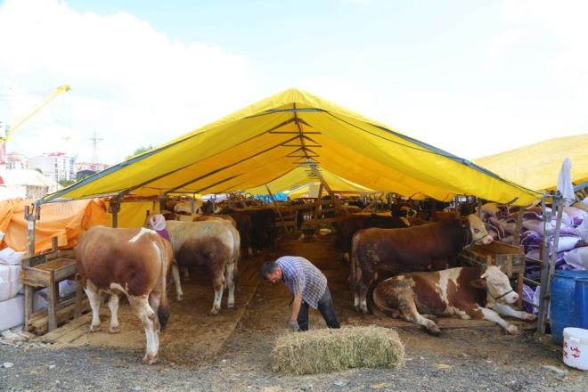 "48 HAYVAN GETRDK, 43' SATILDI"<br>  10 gn nce Krehir?den hayvan getiren Mustafa Kurt ise ?48 hayvan getirdik, 43? satld. lla pazarlk ediliyor, snnettir. Bykba hayvanlarda fiyat 12 bin liradan balyor, 25 bine kadar kyor, ou da satld? dedi.
