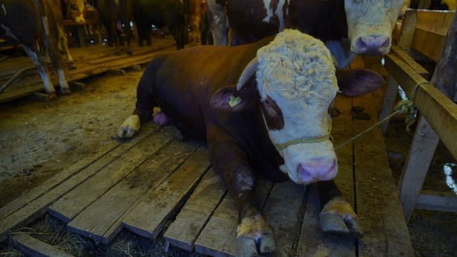 Kkekmece Belediyesi Veteriner Hekimi Furkan Cokun, Tevfikbey Mahallesi Tahsin Tekolu Caddesi zerine kurduklar Kurban Sat Alan?nda 50 adrda bin ila bin 200 adet kkba, bin ila bin 500 adet de bykba hayvann sata sunulduunu syledi.